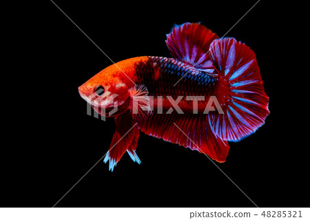 Betta fish Fight in the aquarium Betta fish Fight in the aquarium 48285321