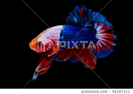 Betta fish Fight in the aquarium Betta fish Fight in the aquarium 48285322