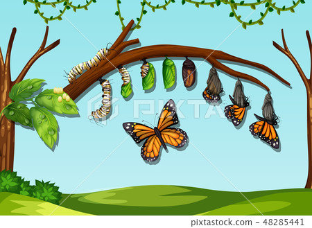 A butter fly life cycle 48285441