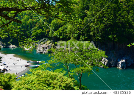 牽牛花 牽牛花 48285526