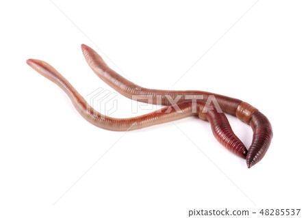 Two earthworms isolated on white background Two earthworms isolated on white background 48285537