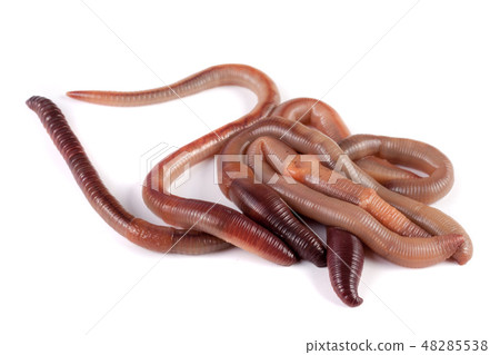 bunch of earthworms isolated on white background macro bunch of earthworms isolated on white background macro 48285538