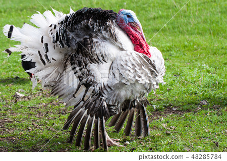 turkey male or gobbler closeup on a green grass background turkey male or gobbler closeup on a green grass background 48285784