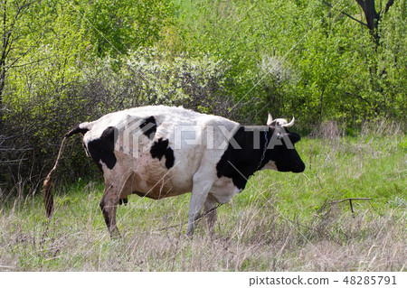 Black and white cow is pissing on the meadow 48285791