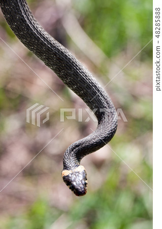 grass snake Natrix natrix hanging in the air grass snake Natrix natrix hanging in the air 48285888