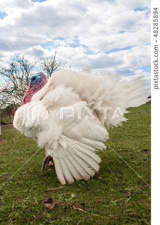 white turkey male or gobbler closeup on the blue sky background white turkey male or gobbler closeup on the blue sky background 48285894