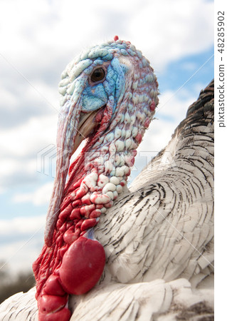 turkey male or gobbler closeup on the cloudy sky background turkey male or gobbler closeup on the cloudy sky background 48285902