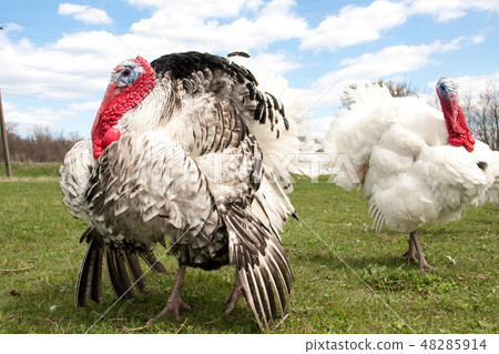 turkey male or gobbler in the village turkey male or gobbler in the village 48285914
