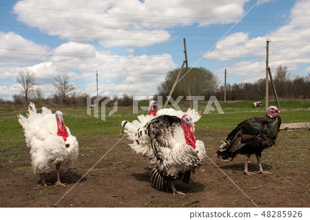 turkey male or gobbler in the village turkey male or gobbler in the village 48285926