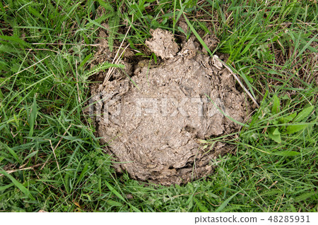 Dried cow shit on the green grass 48285931