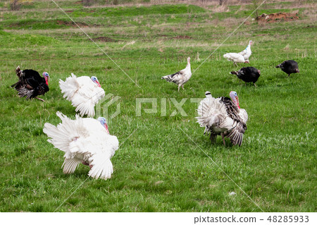 turkey or gobbler grazing on a green grass background turkey or gobbler grazing on a green grass background 48285933