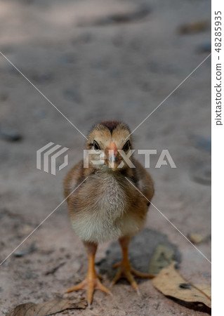 Chick close up 48285935