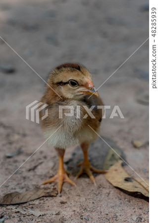 Chick close up 48285939