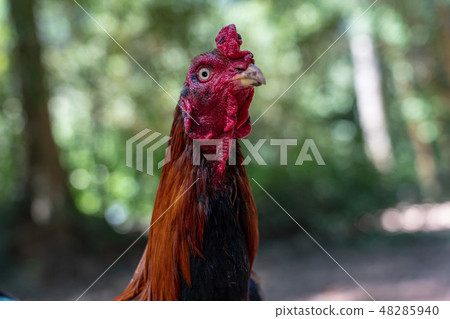 Male chicken closeup 48285940