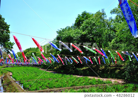鯉魚旗在橫濱里山花園裡愉快地游泳 48286012