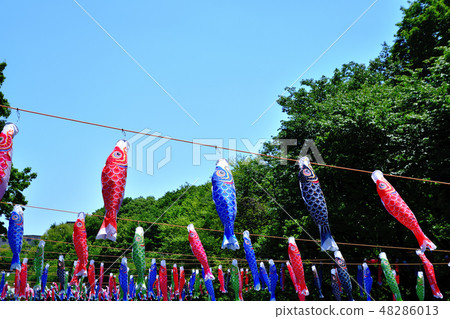 鯉魚旗在橫濱里山花園裡愉快地游泳 48286013