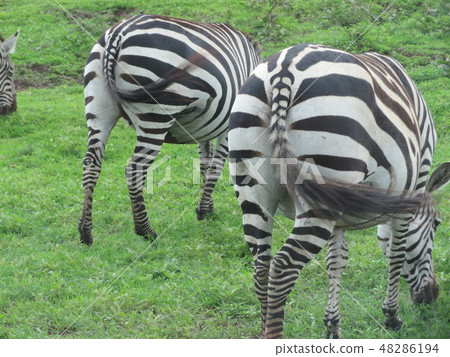 坦桑尼亞的斑馬 坦桑尼亞的斑馬 48286194
