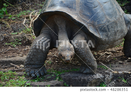 Galapagos Giant tortoise Galapagos Giant tortoise 48286351