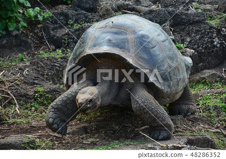 Galapagos Giant tortoise Galapagos Giant tortoise 48286352