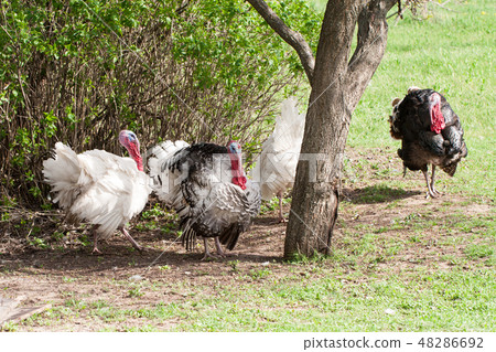turkey male or gobbler grazing on a green grass background turkey male or gobbler grazing on a green grass background 48286692