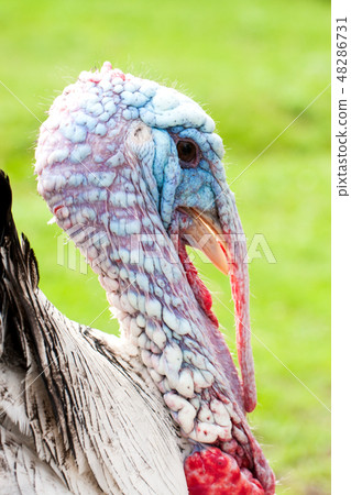 Portrait of a turkey male or gobbler closeup on a green background Portrait of a turkey male or gobbler closeup on a green background 48286731