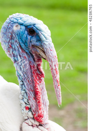 Portrait of a turkey male or gobbler closeup on a green background Portrait of a turkey male or gobbler closeup on a green background 48286765