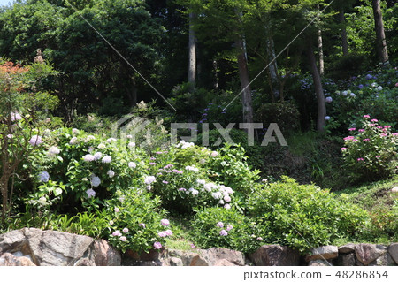 Hydrangea on the cliff Hydrangea on the cliff 48286854