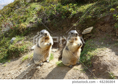 瑞士薩斯費野生土撥鼠 瑞士薩斯費野生土撥鼠 48286864