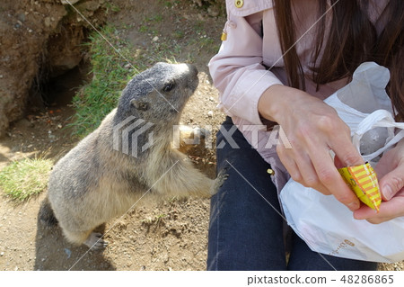 瑞士薩斯費野生土撥鼠 瑞士薩斯費野生土撥鼠 48286865