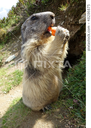 瑞士薩斯費野生土撥鼠 48286875