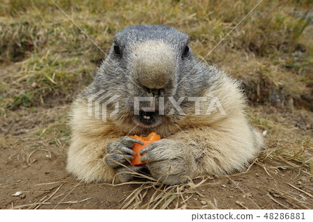 瑞士薩斯費野生土撥鼠 瑞士薩斯費野生土撥鼠 48286881