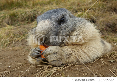 瑞士薩斯費野生土撥鼠 瑞士薩斯費野生土撥鼠 48286882