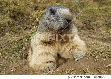 瑞士薩斯費野生土撥鼠 瑞士薩斯費野生土撥鼠 48286883