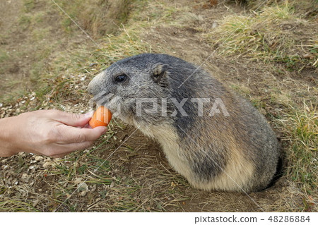 瑞士薩斯費野生土撥鼠 瑞士薩斯費野生土撥鼠 48286884