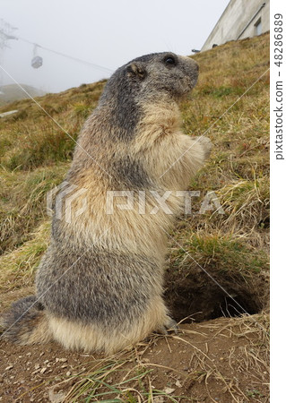 Swiss Saas Fee wild marmot Swiss Saas Fee wild marmot 48286889