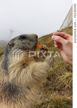 Swiss Saas Fee wild marmot 48286890
