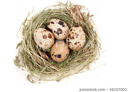four quail eggs in a nest isolated on white background. Top view four quail eggs in a nest isolated on white background. Top view 48287002