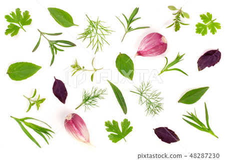 Fresh spices and herbs isolated on white background. Dill parsley basil thyme tarhun garlic. Top 48287230