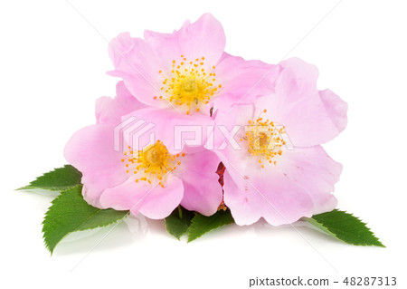 Rosehip flowers with leaf isolated on white background 48287313