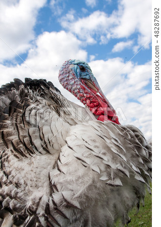 turkey male or gobbler closeup on the blue sky background turkey male or gobbler closeup on the blue sky background 48287692