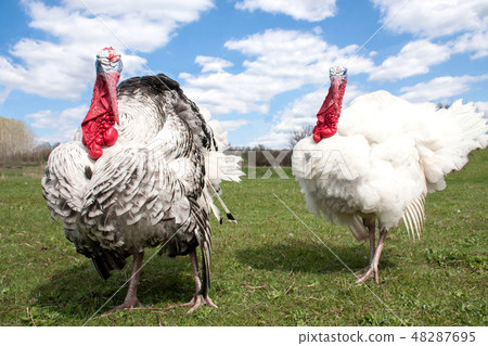 turkey male or gobbler in the village turkey male or gobbler in the village 48287695