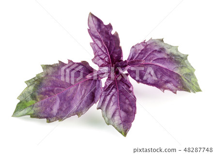 Fresh purple basil twig isolated on white background Fresh purple basil twig isolated on white background 48287748