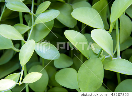 Surface texture on Dave leaves as background Surface texture on Dave leaves as background 48287863