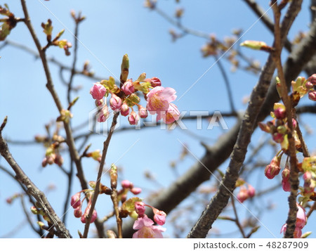 在Inage沿海站開始開花的Kawazu櫻花 48287909