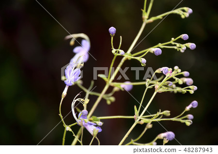 土豆植物植物花照片 土豆植物植物花照片 48287943