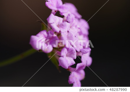 小花 小花 48287990