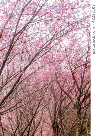 Cherry tree full bloom Sakura Wuling Farm Taiwan Taichung Spring Cherry tree full bloom Sakura Wuling Farm Taiwan Taichung Spring 48288108