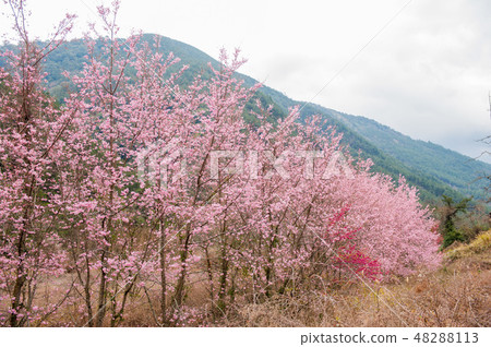 櫻花盛開櫻花武陵農場台灣台中春天 48288113