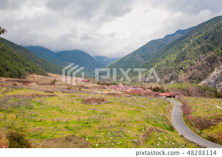 櫻花盛開櫻花武陵農場台灣台中春天 48288114