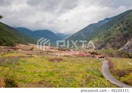 櫻花盛開櫻花武陵農場台灣台中春天 48288115